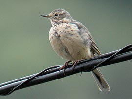 綺麗な夏羽のタヒバリ