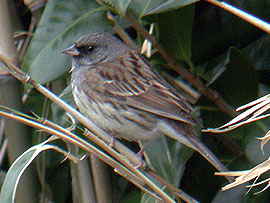 亜種シベリアアオジ